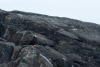 Tufted Puffin On Rocks