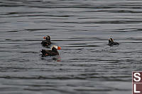 Tufted Puffins Swimming