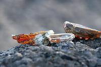 Abalone Shell On Rock