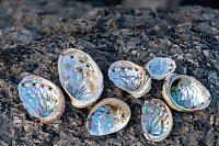 Abalone Shells On Rocks