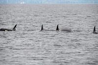 Four Orcas Surfacing At The
        Same Time