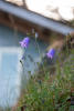 Harebell On Limestone Island