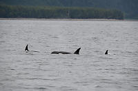 Orcas With Shore Behind