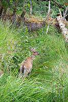 Tame Deer In Grass
