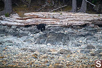 Black Bear Coming Down Rocks
