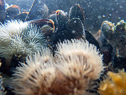 Dock Side Anemone And Mussels