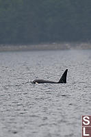 Male Orca Near
        Shore