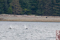 Orcas
        With Bear On Beach