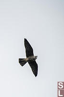 Peregrine Falcon Looking Aside