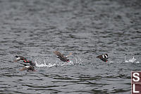 Pigeon Guillemot Getting Airborne