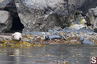 Seals On Rocks