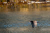 Oyster Catcher Flying By