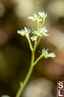 TwayBlade