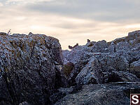 Black Turnstones With Sunset