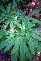 Healthy Maidenhair Fern