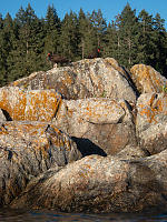 Oystercatcher On Rocks
