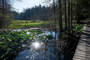 Pond With Wooden Boardwalk