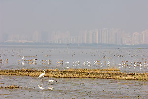 Birds With Shenzen Behind