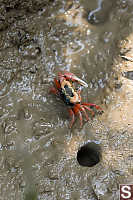 Fiddler Crab In Mud