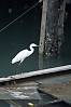 Egret Fishing