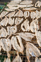 Fish Drying With Flies