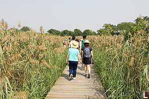 Walking In Tall Grass