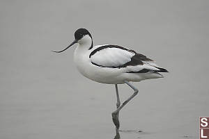 Pied Avocet On One Leg