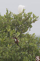 White Throated Kingfisher In Mangroves
