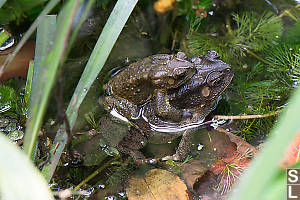 Asian Common Toad