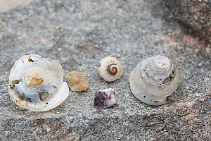 Beach Treasures At Hoi Ha Wan