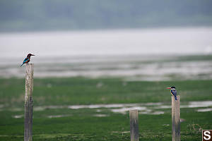 Black-Capped And White-Throated Kingfishers