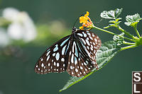 Blue Tiger