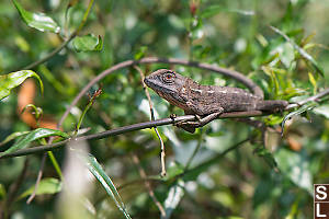 Changeable Lizard Basking