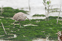 Chinese Pond Heron Eating Crab