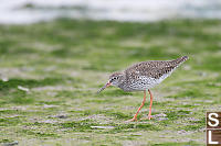 Common Redshank