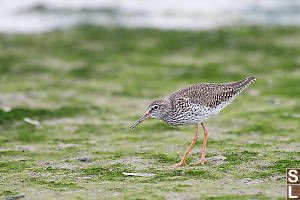 Common Redshank