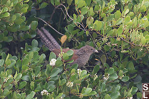 Immature Greater Coucal