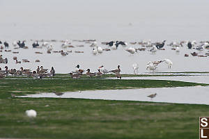 Lone Caspian Tern