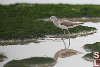 Common Greenshank
