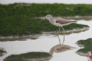 Common Greenshank