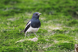 Oriental Magpie-Robin