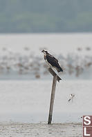 Osprey On Watch