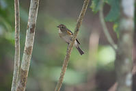 Red Flanked Bluetail In Forest