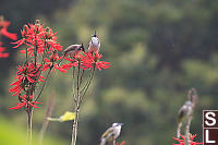 Red Whiskered Bulbul On Coral Tree