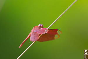 Russet Percher