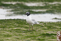 Saunders Gull