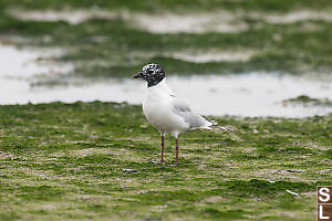 Saunders Gull