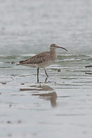 Whimbrel