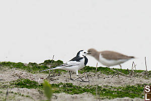 White Wagtail Leucopsis