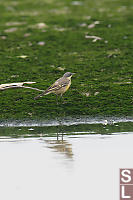 Yellow Wagtail